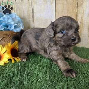 Chevy, Shih-Poo Puppy